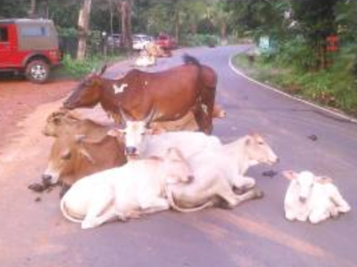 NGO unpaid, cattle return to Calangute roads | Goa News - Times of India