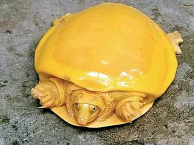 Rare Yellow Turtle Saved From Fisherman S Net In West Bengal S Burdwan Kolkata News Times Of India