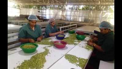 Kerala: Farmers form company, start e-auction of cardamom