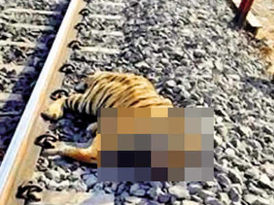 Madhya Pradesh: Animal bridges in Budhni-Midghat to avert death on tracks | Bhopal News - Times of India Madhya Pradesh: Animal bridges in Budhni-Midghat to avert death on tracks | Bhopal News - Times of India