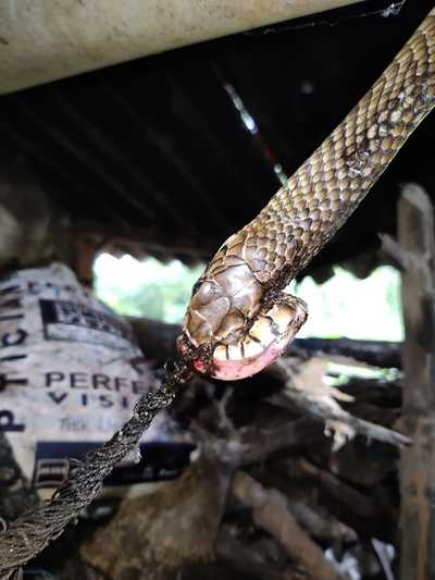 Snakes get caught in ghost nets | Events Movie News - Times of India