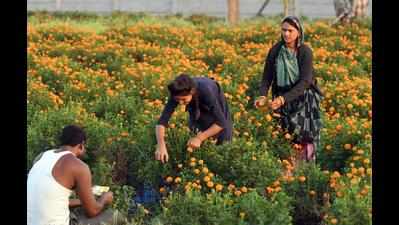 Bhopal: Plants pip sweets as Diwali gifts in Corona season