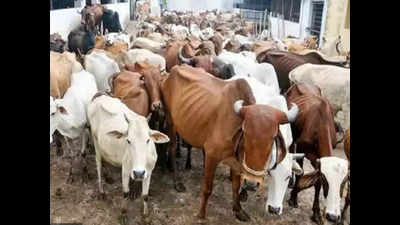 NSA against 11 for ‘cow slaughter’ in UP’s Budaun