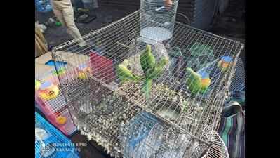 Parakeet trading racket busted, birds rescued