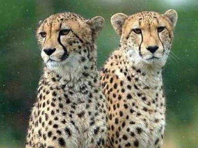 Experts to visit 5 sites in MP for cheetah relocation | Bhopal News - Times  of India
