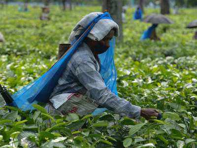 Assam govt to set up 119 model high schools at tea garden areas