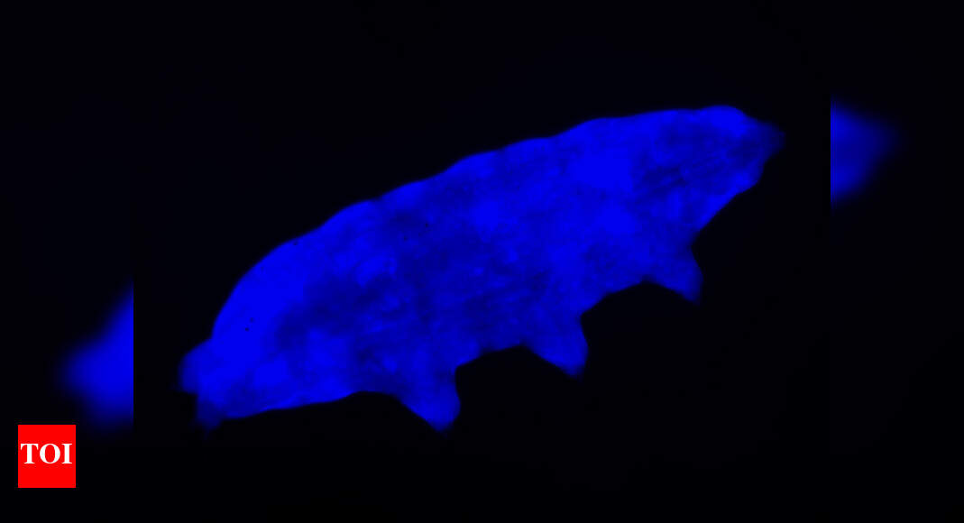 World’s ‘toughest animal’ can survive lethal UV radiation with its own