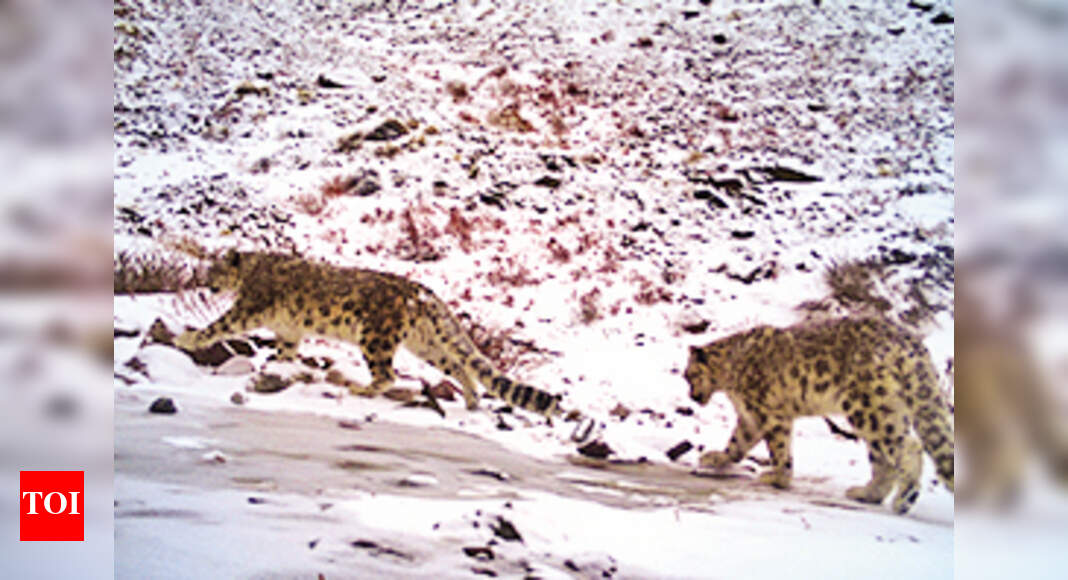Snow leopard census kicks off in Uttarakhand | Dehradun News - Times of