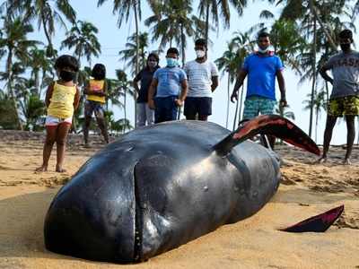 Sri Lanka rescues 120 whales after country's largest stranding