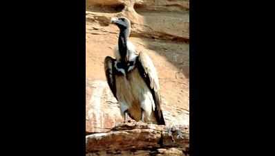 In move to prevent extinction, Jhansi, Lalitpur turn breeding sites for endangered vultures