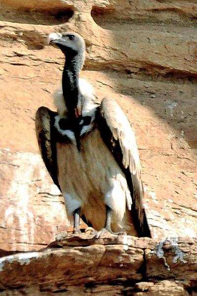 In move to prevent extinction, Jhansi, Lalitpur turn breeding sites for  endangered vultures | Kanpur News - Times of India