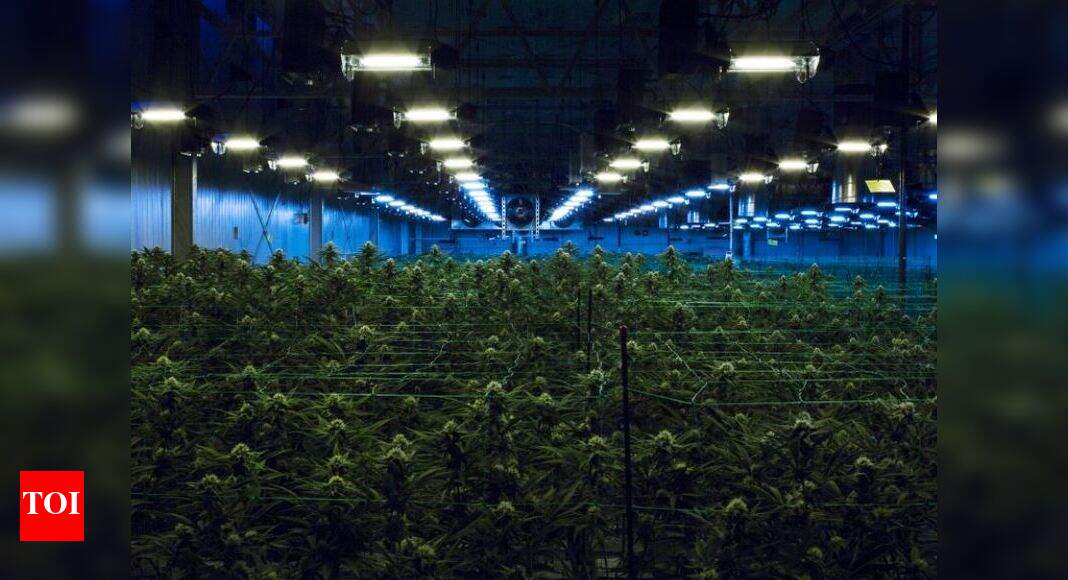 New jersey arizona approve recreational marijuana florida raises