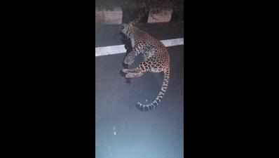 Leopardess crushed to death near Warora