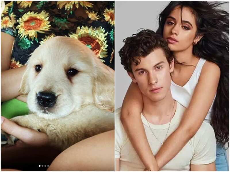 Shawn Mendes and Camila Cabello adopt a puppy together; introduce