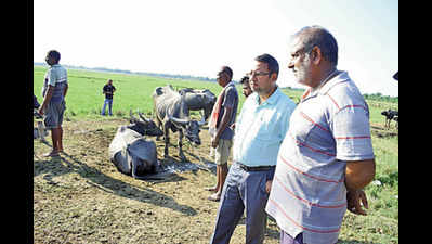 Disease claims 450 buffaloes in Dibrugarh over last 45 days