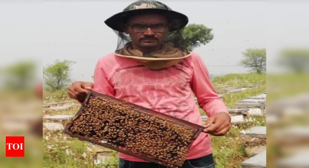 Reaping Honey Sweet Success In Banaskantha Educated Young Farmers Shun