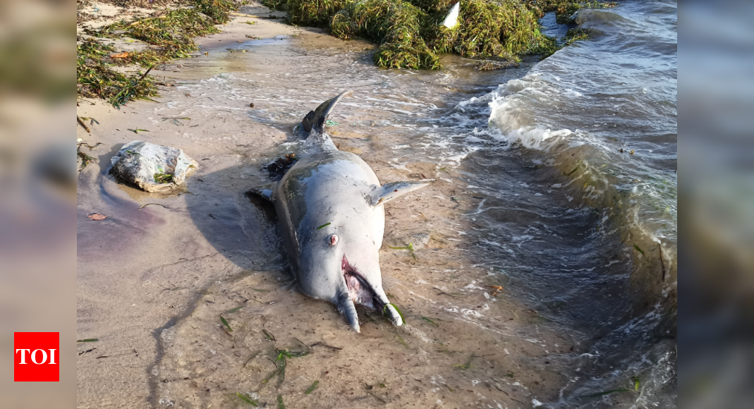 Carcass of dolphin washes ashore in Rameswaram | Chennai News - Times ...