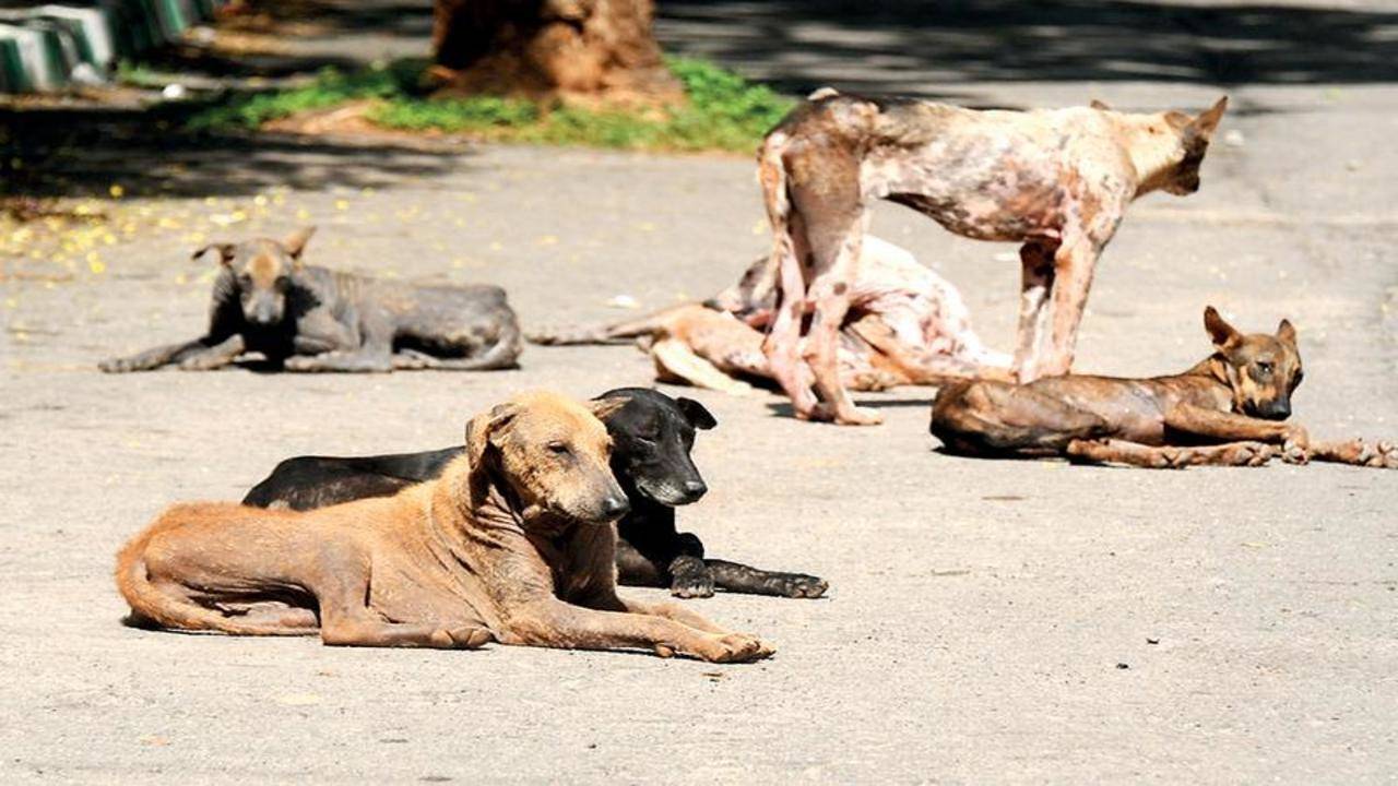 Street dog shop skin infection treatment