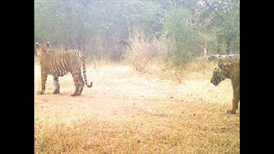 Rajasthan: Two cubs of Tigress-107 sighted at Ranthambore, big cat count 69