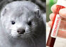 Coronavirus spread: Here’s why Denmark is planning to kill its 17 million mink population