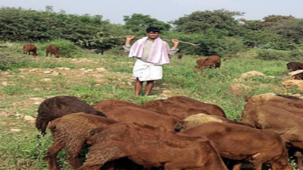 Karnataka: Unpaid lecturer herds sheep to earn Rs 200 a day | Bengaluru  News - Times of India