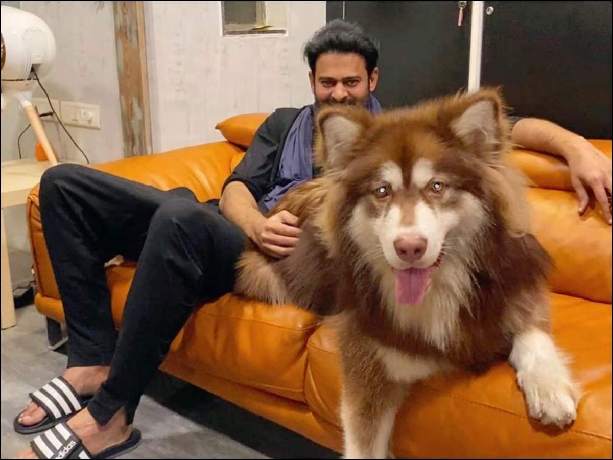 Photo Alert Prabhas Poses Alongside Charmme Kaur S Alaskan Malamute Telugu Movie News Times Of India