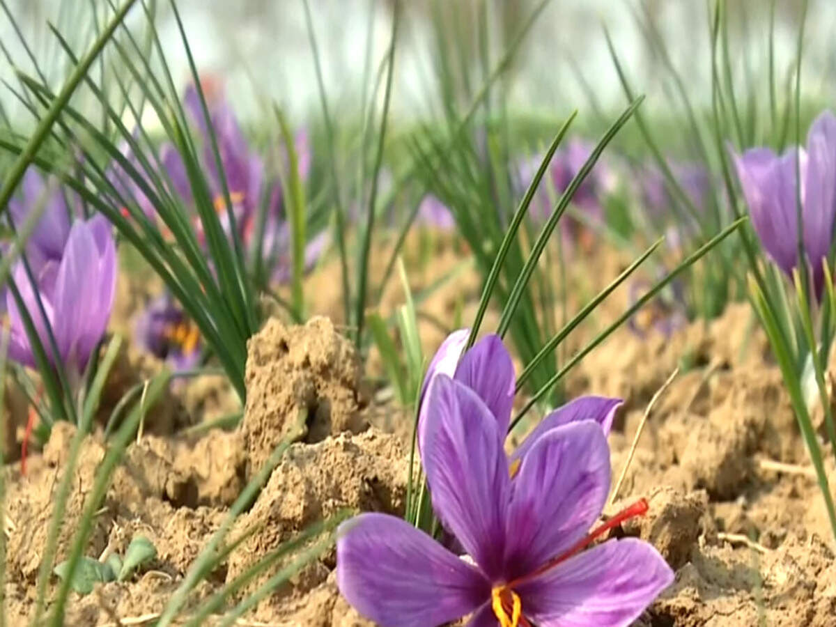 Saffron Flower Meaning In Malayalam Best Flower Site