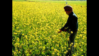 Over 30 people booked for destroying standing mustard crop on 10 acre