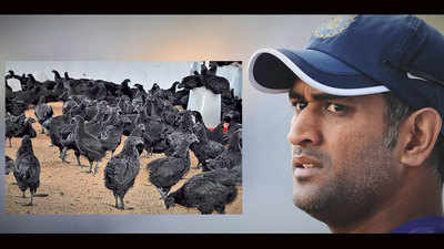 MS Dhoni set for organic poultry farming, orders 2000 black 'Kadaknath' chickens