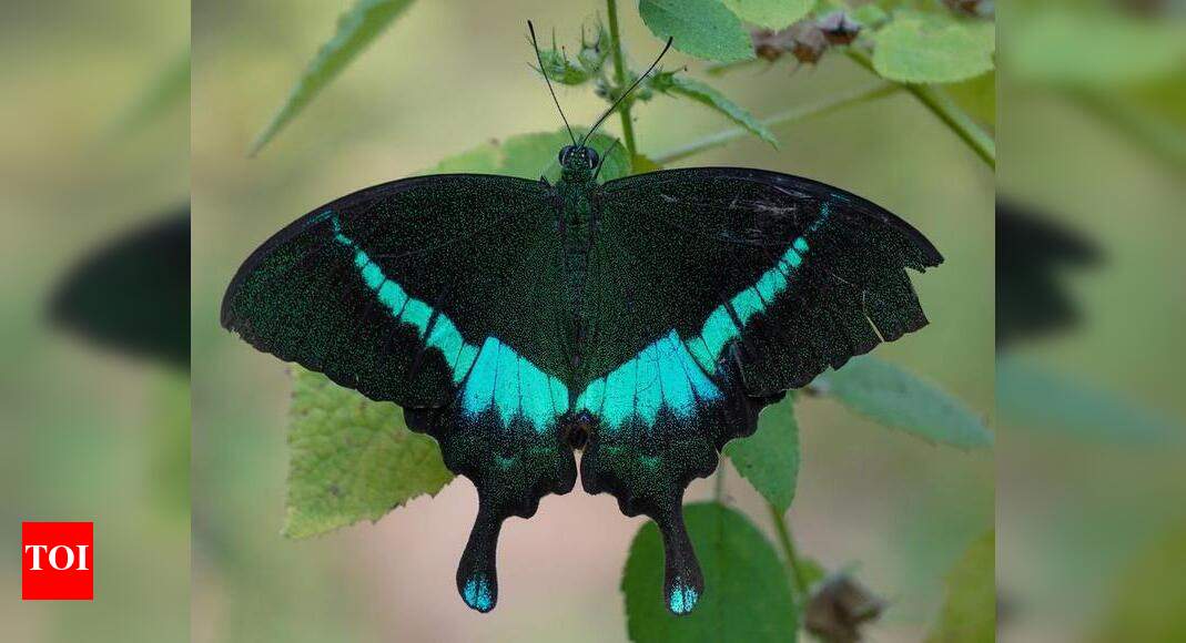 Rare butterfly species seen at Japanese Garden | Nagpur News
