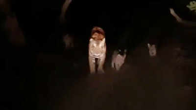 Watch: Tigress with four cubs seen at Dudhwa National Park