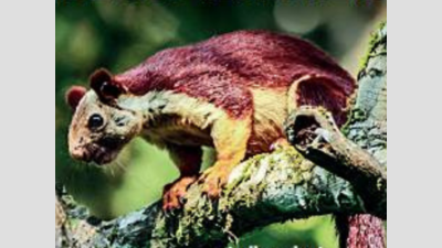 Fauna in red: 96% mammalian species show decline in Mumbai metropolitan region