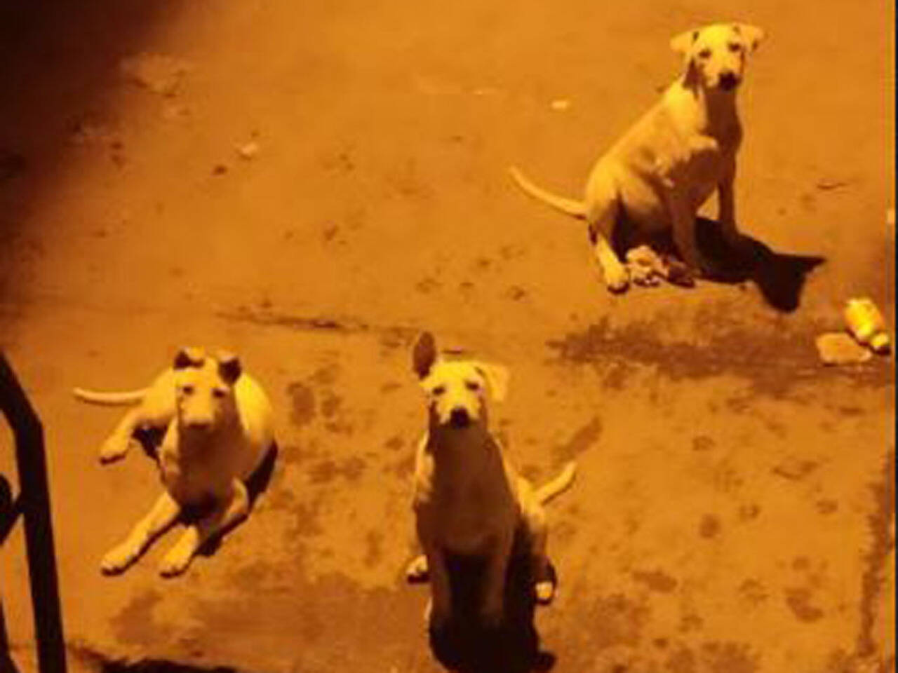 Mumbai: Animal activists urge for peace and harmony while feeding dogs, cats | Mumbai News - Times of India Mumbai: Animal activists urge for peace and harmony while feeding dogs, cats | Mumbai News - Times of India