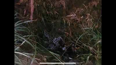 Mumbai: Pregnant leopard killed after being hit by speeding jeep on highway on Mira Road