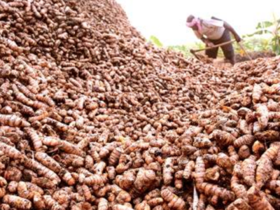Lankan ban on import costs turmeric farmers in Erode Rs 50 crore
