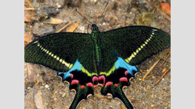 5 more butterfly species add colour to TBCT