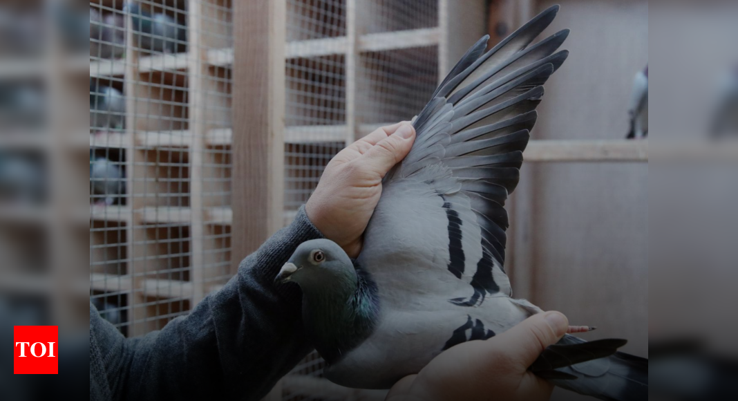 Belgian Racing Pigeon Fetches Record Price Of $1.9 Million - Times Of India