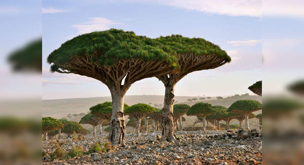 Green Travel: Weird trees from across the globe and their history ...