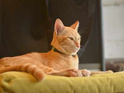 Cat house: Cute & durable ones for your beloved pet - Times of India