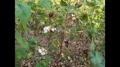 Rains lead to cotton rotting on plants, bollworm attack | Nagpur