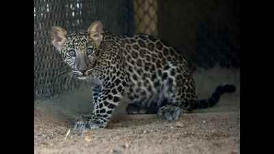 Gujarat: Leopard cub dies in Amreli road accident