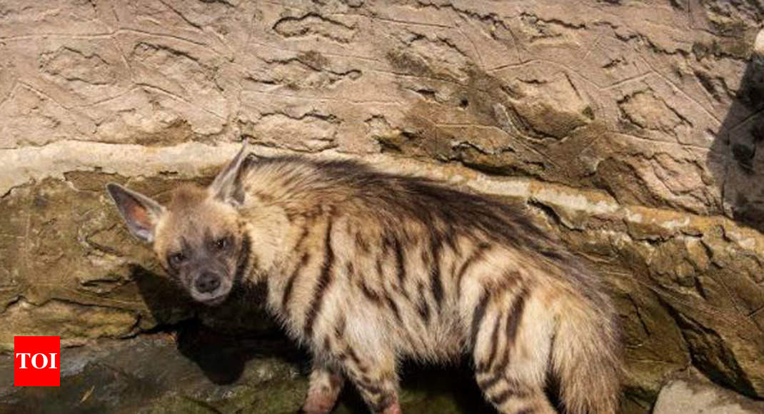 Hyena trapped in Pune well, rescued &amp; released | Mumbai News - Times of  India