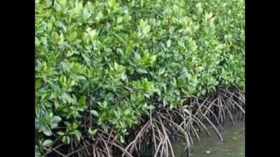 Navi Mumbai: Mangrove park planned at Uran to push eco-tourism