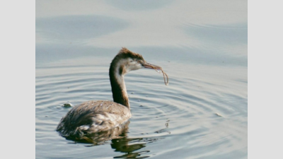 Migration surprise: Crested Grebe back in Okhla after 3 years