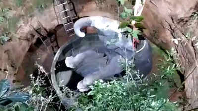 Forest officials rescue elephant from well in Tamil Nadu