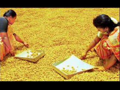 Turmeric: The yellow gold for smugglers