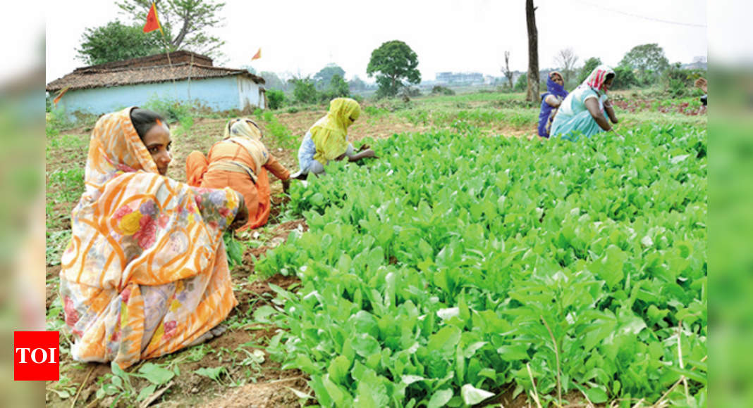 Jharkhand government’s unique kitchen gardening scheme picks up pace ...