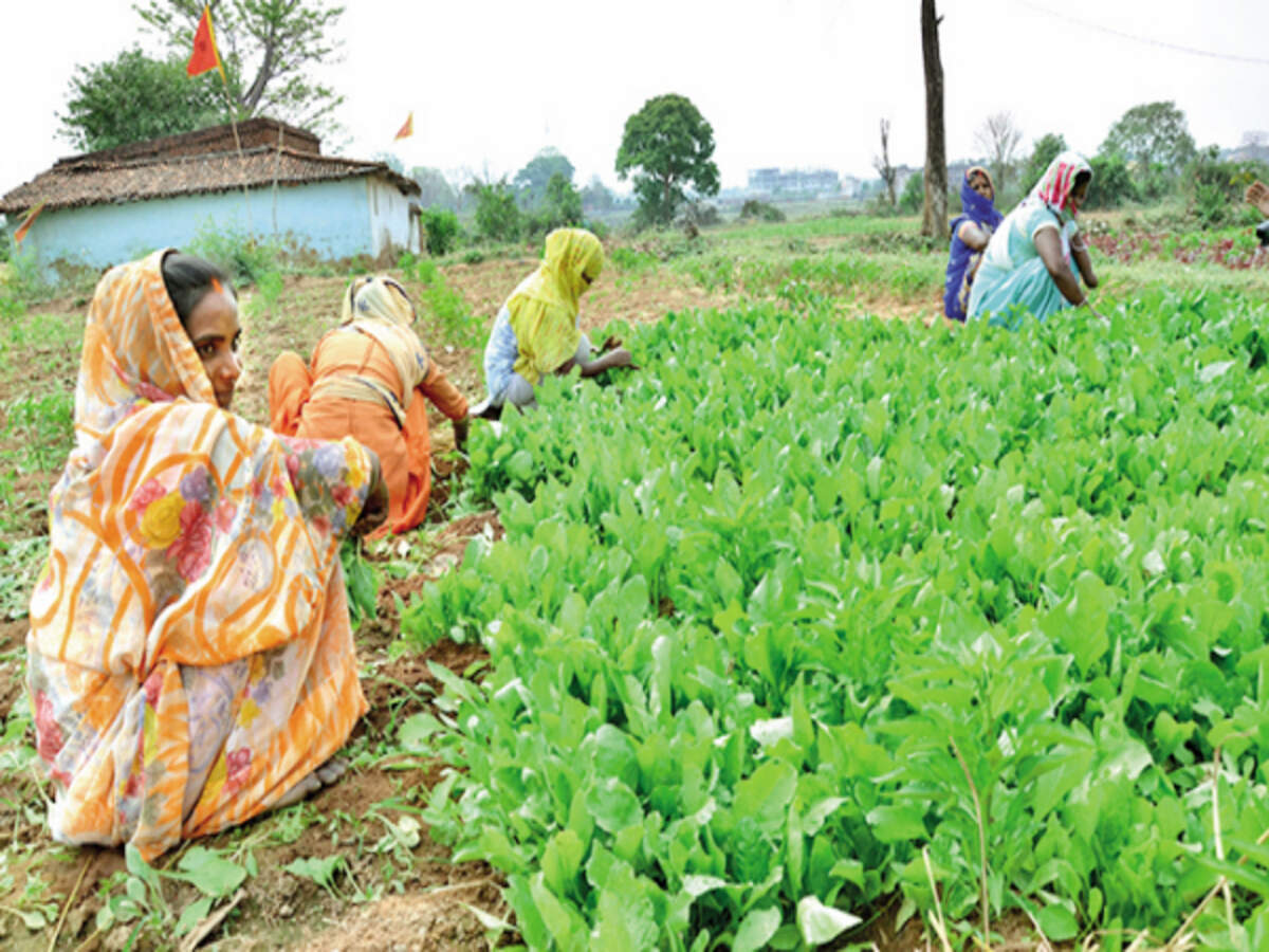 Jharkhand Government S Unique Kitchen Gardening Scheme Picks Up Pace Ranchi News Times Of India
