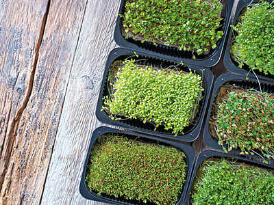 Kitchen gardening amid the pandemic? Try your hand at growing microgreens