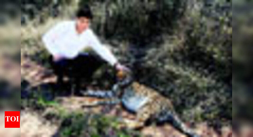 Wild card - Times of India